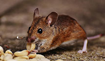 24 Hour & Emergency Exterminators in Townsville, NC